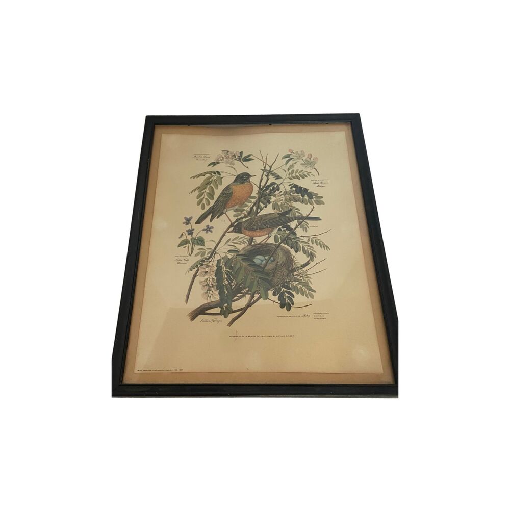 VTG 1957 Arthur Singer No. 5 Birds & Plants Vintage Framed Print 12 x 15